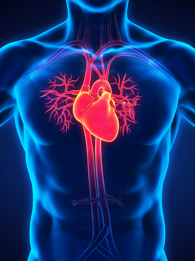 Human Heart Anatomy Illustration